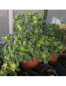 Aeonium haworthii Dream Color (0.8lt)