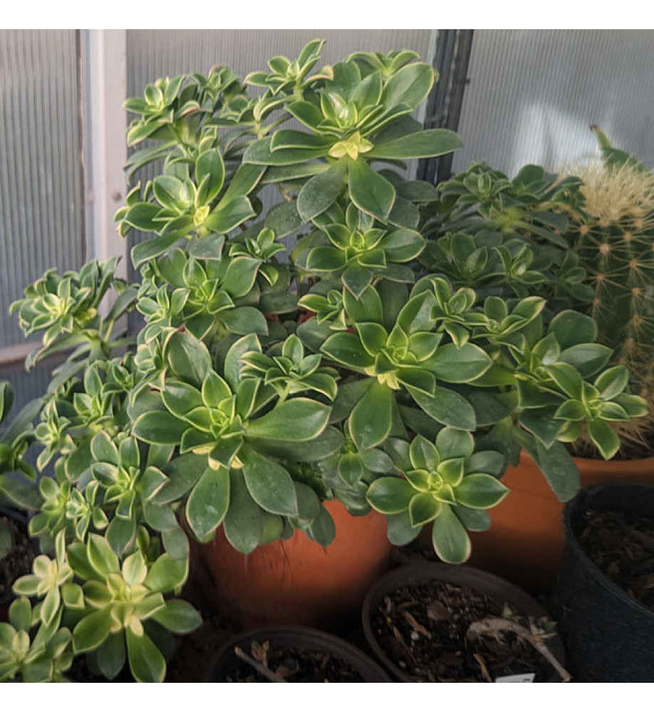 Aeonium haworthii Dream Color (0.8lt)