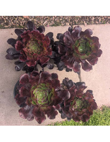 Aeonium Voodoo (2lt)