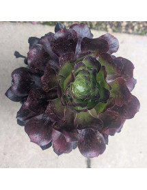 Aeonium Voodoo (2lt)