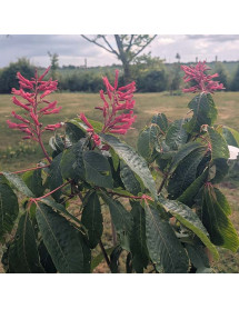 Aesculus pavia Splendens (7lt)