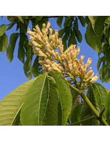Aesculus flava (25lt) Aesculus flava (25lt)