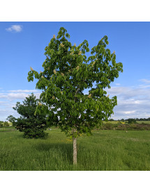 Aesculus flava (25lt)