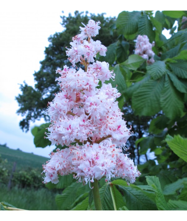 Aesculus hippocastanum Baumannii (50lt) Aesculus hippocastanum Baumannii (50lt)