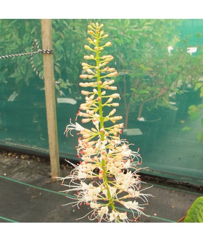 Aesculus parviflora (25lt)