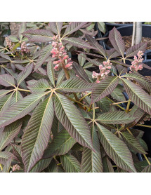 Aesculus pavia Koehnei (20lt)