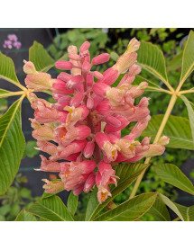 Aesculus pavia Koehnei (40lt)