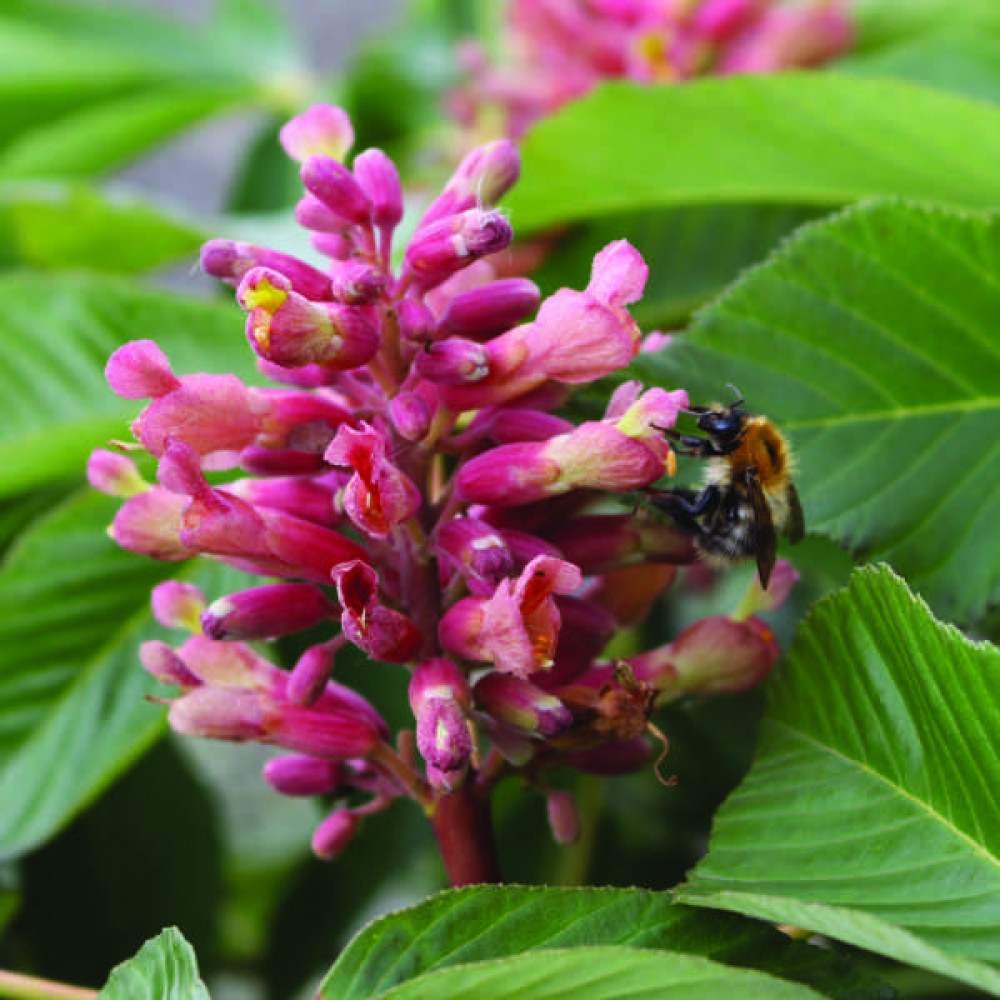 Aesculus pavia Koehnei (40lt)