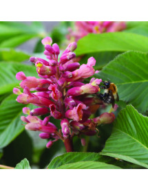Aesculus pavia Koehnei (20lt)