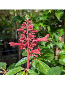 Aesculus pavia Splendens (7lt)