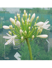 Agapanthus africanus Albus (3lt) Agapanthus africanus Albus (3lt)