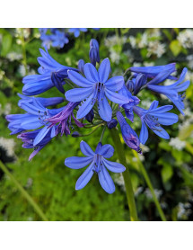 Agapanthus africanus Stephanie's Beauty Langthorns seedling (1.5lt)