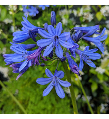 Agapanthus africanus Stephanie's Beauty Langthorns seedling (1.5lt)