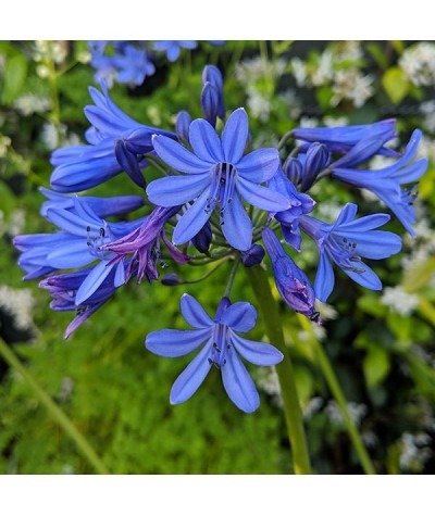 Agapanthus africanus 'Stephanie's Beauty' (7.5lt)