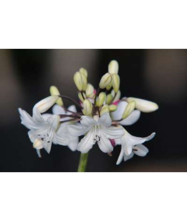 Agapanthus campanulatus albidus (1.5lt)