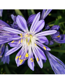 Agapanthus Charlotte (1lt)