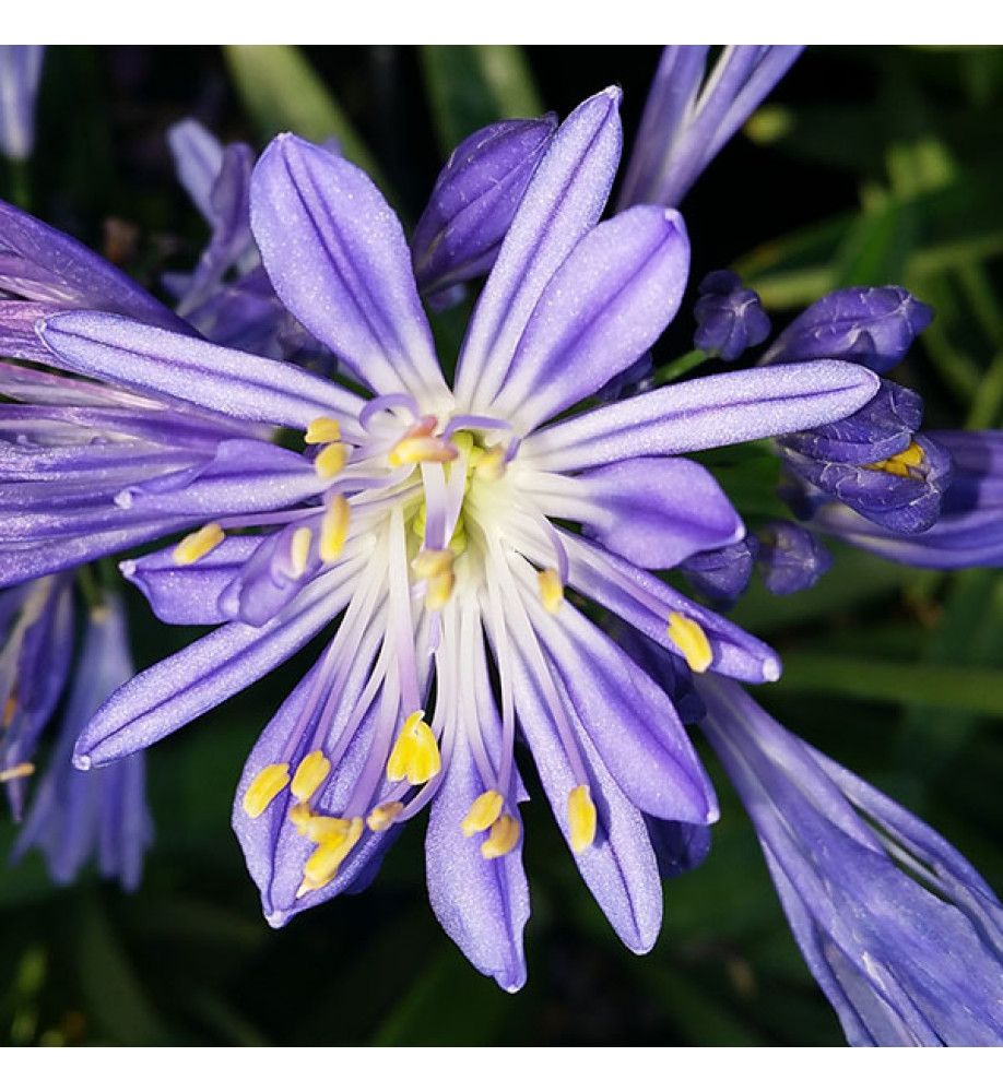 Agapanthus Charlotte (1lt)