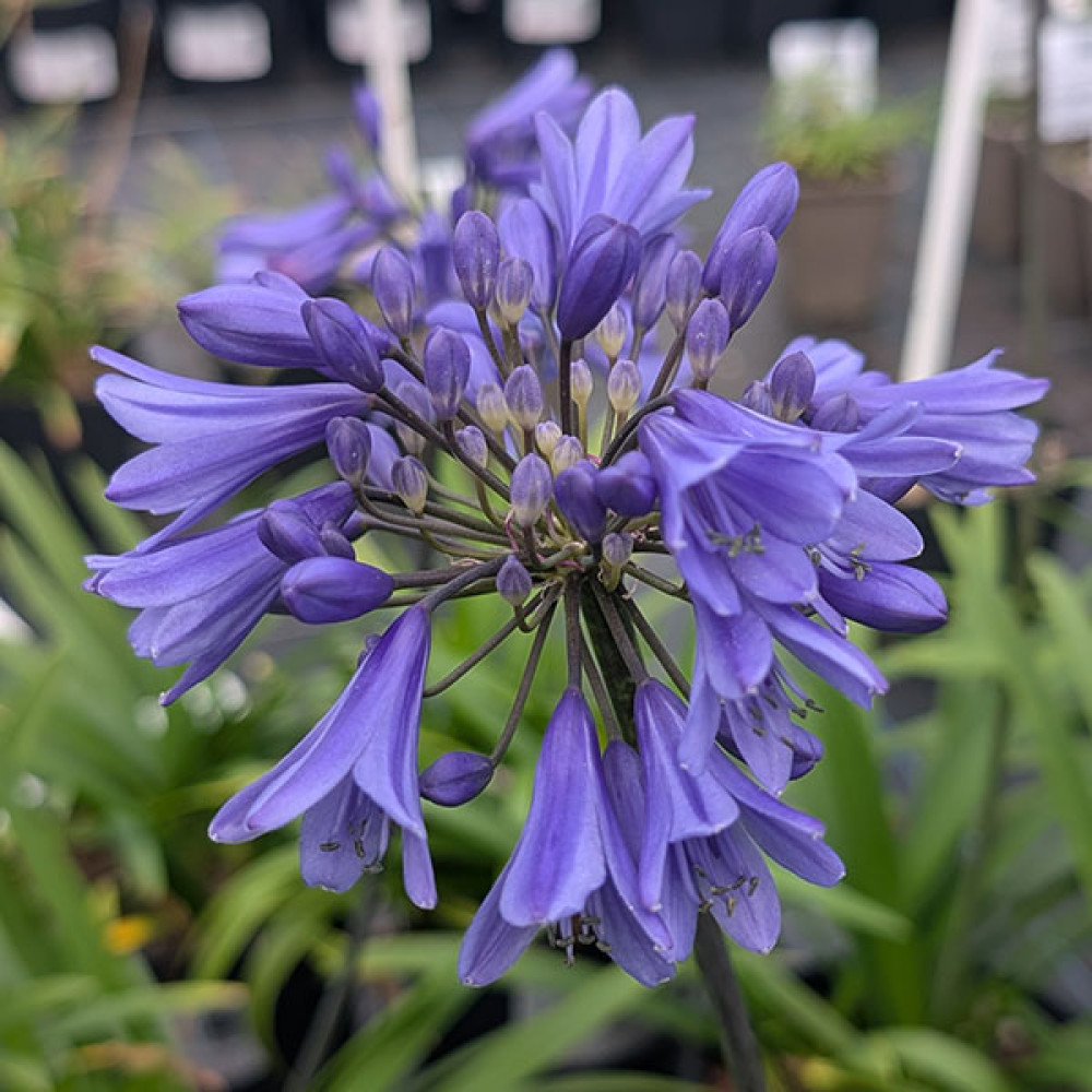 Agapanthus Ever Sapphire (2lt)