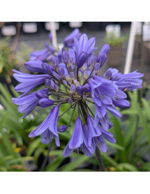 Agapanthus Ever Sapphire (2lt)