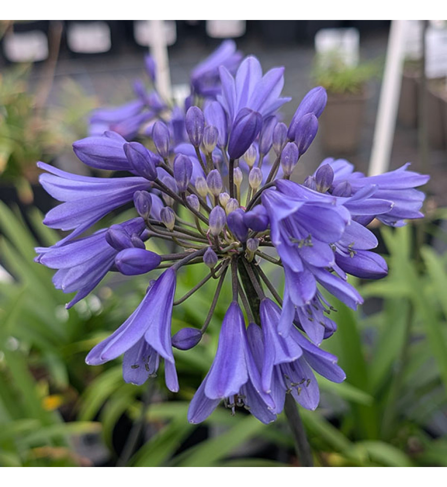 Agapanthus Ever Sapphire (2lt)