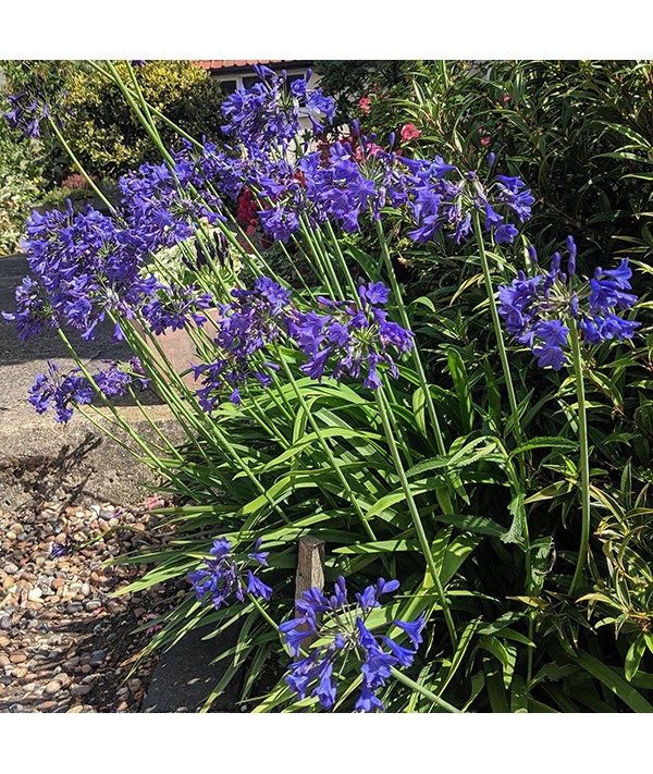 Agapanthus Midnight Blue (2lt)