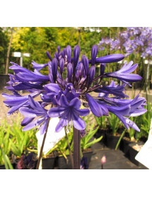 Agapanthus Navy Blue (1.5lt) Agapanthus Navy Blue (1.5lt)