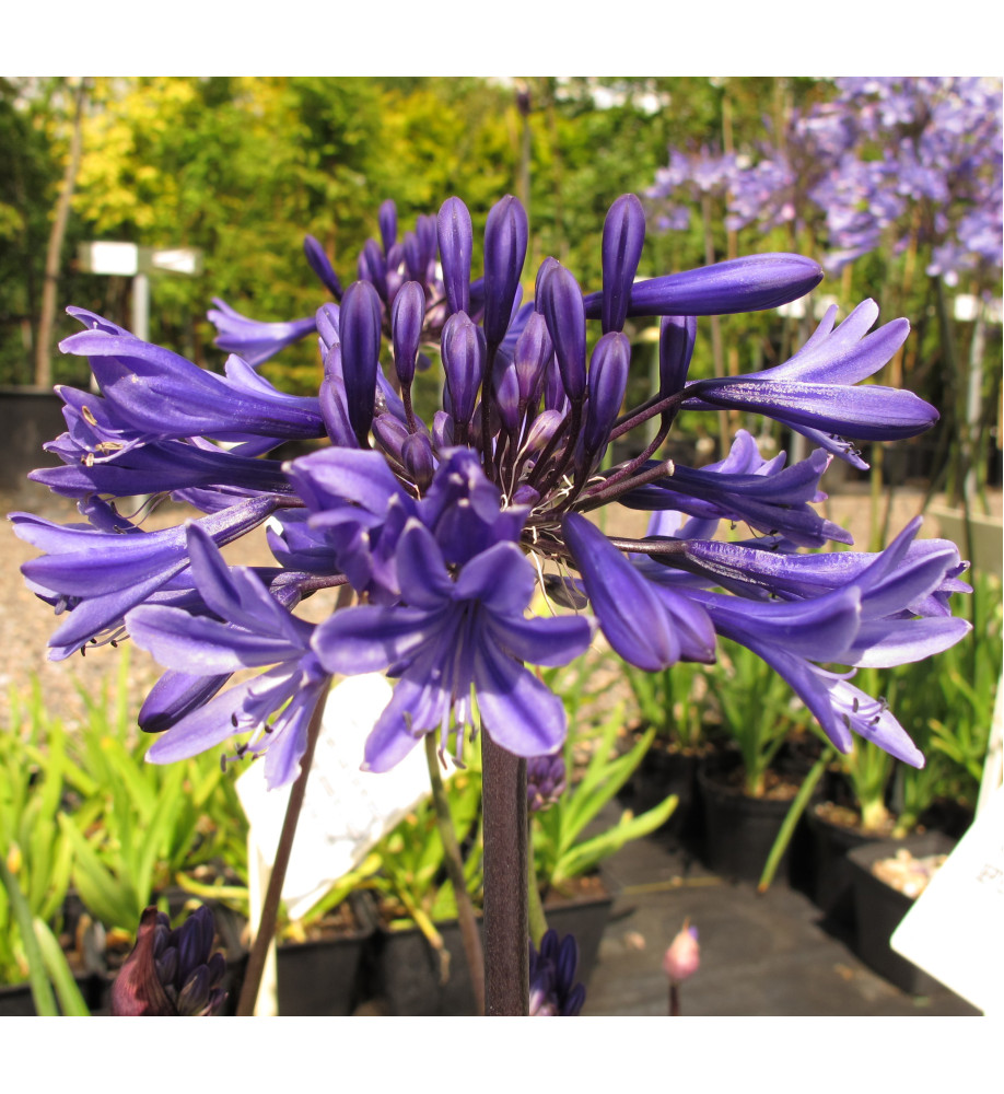 Agapanthus Navy Blue (1.5lt)