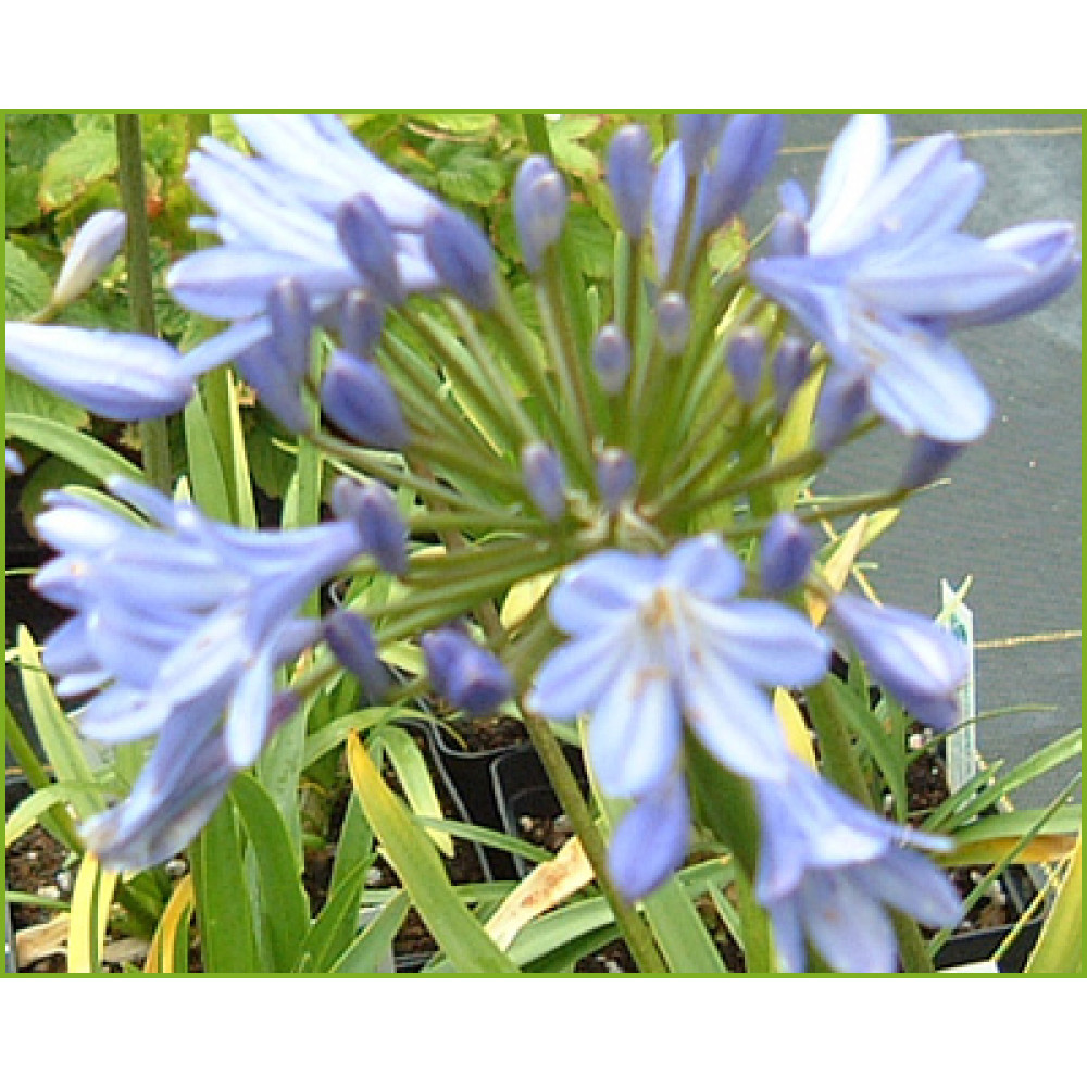 Agapanthus Peter Pan (2lt) Agapanthus Peter Pan (2lt)