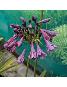 Agapanthus Poppin Purple (1lt)