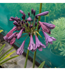 Agapanthus Poppin Purple (2lt) Agapanthus Poppin Purple (2lt)