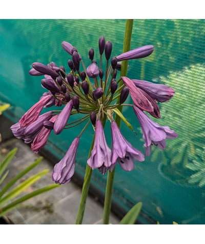Agapanthus Poppin Purple (3lt)