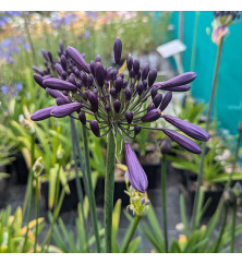 Agapanthus Poppin Purple (2lt)