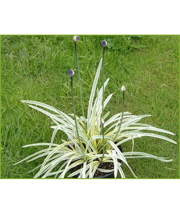 Agapanthus Silver Moon (2lt)