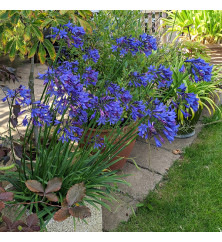 Agapanthus africanus Stephanie's Beauty Langthorns seedling (1.5lt)