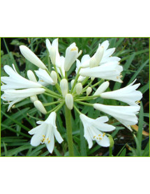 Agapanthus Summer Clouds (1.5lt)