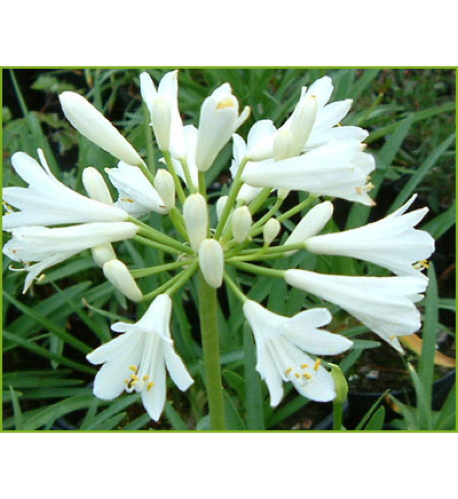 Agapanthus Summer Clouds (1.5lt)