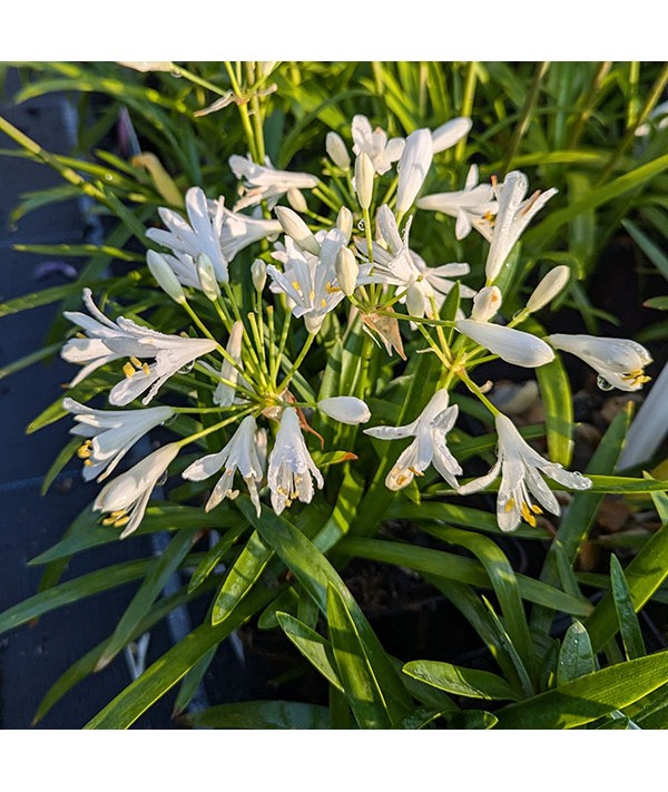 Agapanthus Thumbelina (1.5lt)