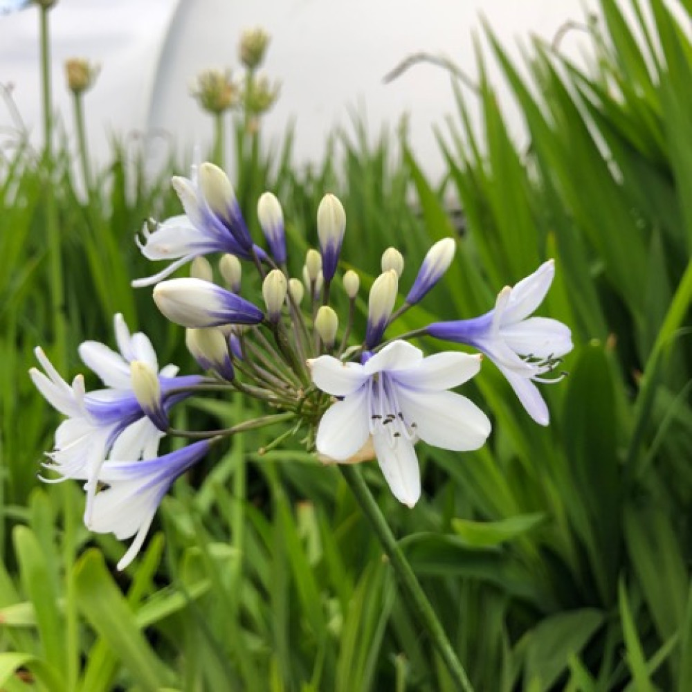 Agapanthus Twister (1lt)