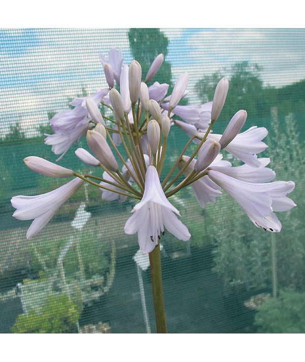 Agapanthus Windsor Grey (5lt)