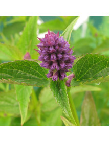 Agastache Blackadder (1lt)