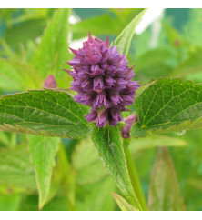 Agastache Blackadder (1lt)