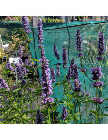 Agastache Blackadder (1lt) Agastache Blackadder (1lt)