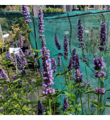 Agastache Blackadder (1lt)