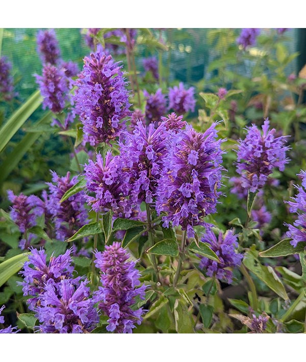 Agastache Blue Boa (1lt)