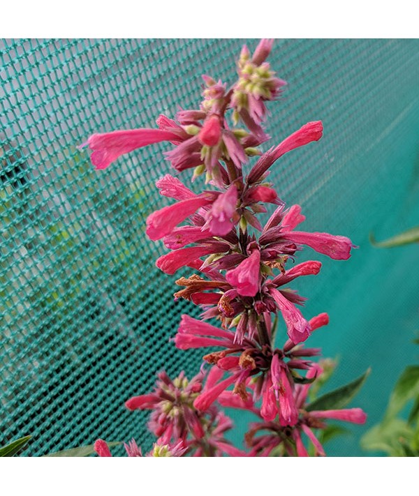 Agastache mexicana Red Fortune (1lt)