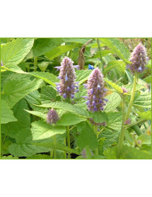 Agastache rugosa Golden Jubilee (0.8lt)