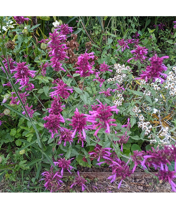 Agastache foeniculum Heatwave (1lt) Agastache foeniculum Heatwave (1lt)