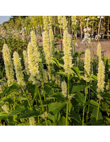 Agastache rugosa albiflora Liquorice White (1lt) Agastache rugosa albiflora Liquorice White (1lt)