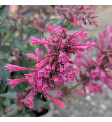 Agastache Morello (3lt)