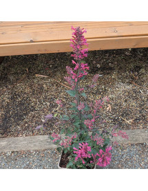 Agastache Morello (3lt)